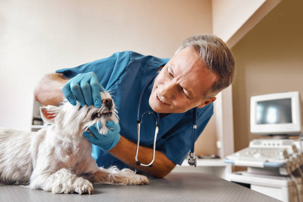 Best Emergency Gum Treatment in Chigan Center, MI